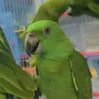 فروخ يلوناب البيور وأبو طقه احجام سوبر سوبر جامبو