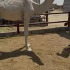 قعود
