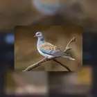 قمري للبيع الموقع الرياض