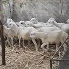 خرفان اللبيع