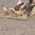 دجاج بلدي صنف نادر