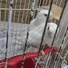 بغبغاء روز البينو