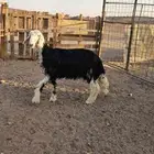 رخال نجديه