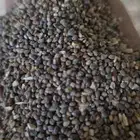 بذور جرجير بري ( اليهق )