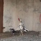 دجاج باكستاني فاخر