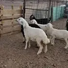 خرفان البيع