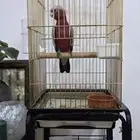 كوكاتو قالا