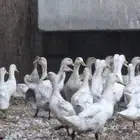 يوجد بط بكيني للبيع الصغير ب 15 والكبير 25