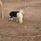 رخال البيع
