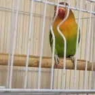 انثى روز فيشر