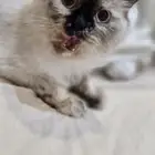 قطط هملايا للتبني