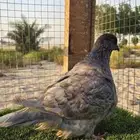 فرش ذكر العدد 1 اللون اوبن العمر 2025 لانتاج باقي ايام