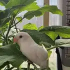 فرخ روز غر هدد