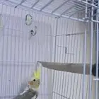 كروان حلو ذكر