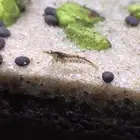 روبيان نهري - نيو كاردينيا شريمب