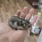 همتارو لتبني