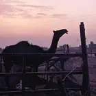 بكره طيبه تدخل حقه بعد شهرين