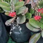 صبار وعصاريات للبيع