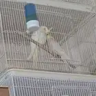 كروان كوكتيل