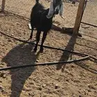 معزاء مضاريع