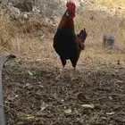 ديوك عربي صنف