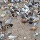 صوص(دجاج) كبير