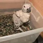 فرخ كاسكو طفرة