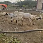 كبش فحل