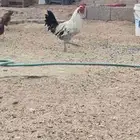 دجاج فرنسي كبير و صغير