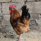 ديوك فرنسي