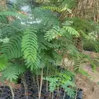 شتول متنوعه جلوكا و لبخ وبنسيانا وخبيز باسعار جمله