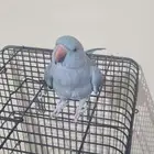 دره هولندي انثى اليفه