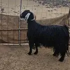 معزاء عوارض