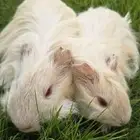 ارانب فرنسية