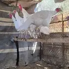 ديك رومي فرنسي للبيع العدد 25 ذبح او تربيه