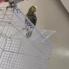 ببغاء كاسكو