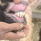تيس فحل احو وأمه عارضيه كفو جبر ومتاومه وشرط الإضراب