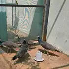 جوز طا ووس