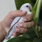 جوز فيشر للبيع
