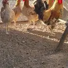 دجاج بلدي بياض وديك