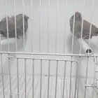 جوز زيبرا شاركول منتج