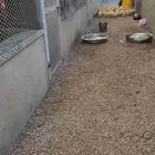 بط بكيني عمر شهر