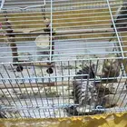 طيور كروان اعمار 4 شهور عدد 5 صحة ممتازة ماشاء الله