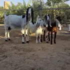 عنز مصرية