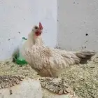 دجاج سيراما
