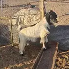 عنز ثنيه. تم البيع