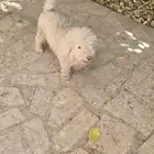 كلبان زينه لتبني