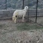 طلي جذع للبيع