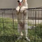 انثى هاسكي مستوا توب ومميز وكل عين لون