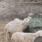 فران تربية